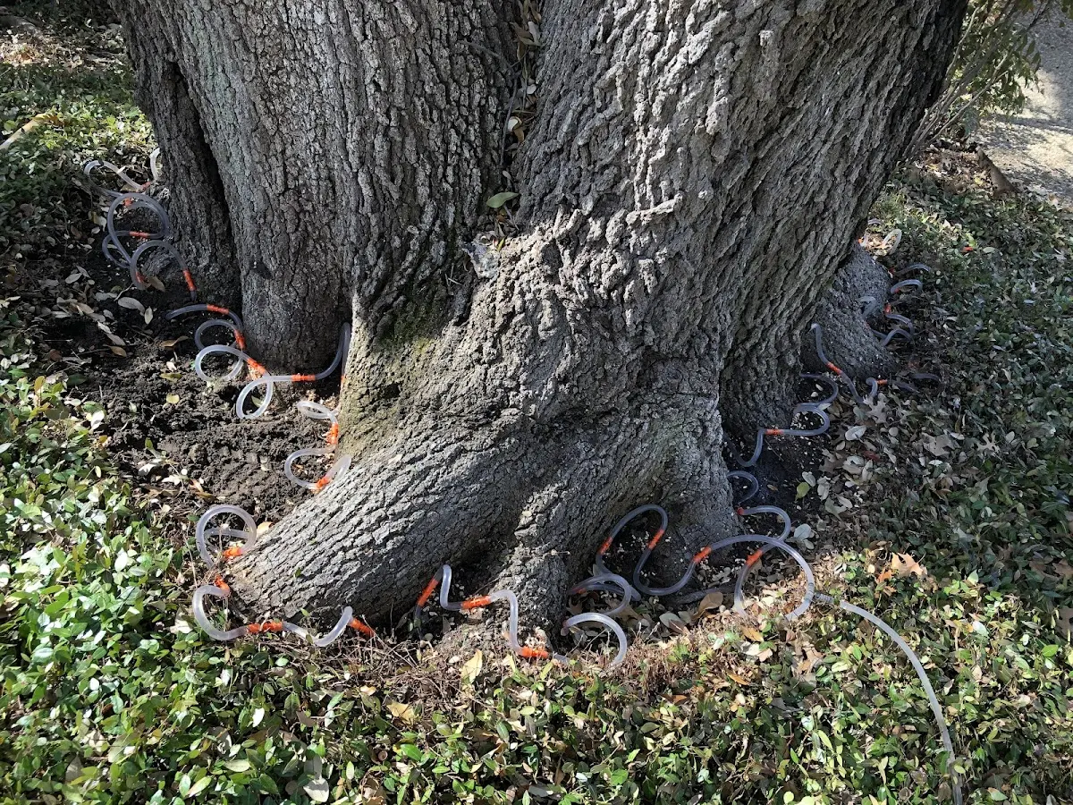 Detailed Tree Cabling and Bracing job site in Bausman