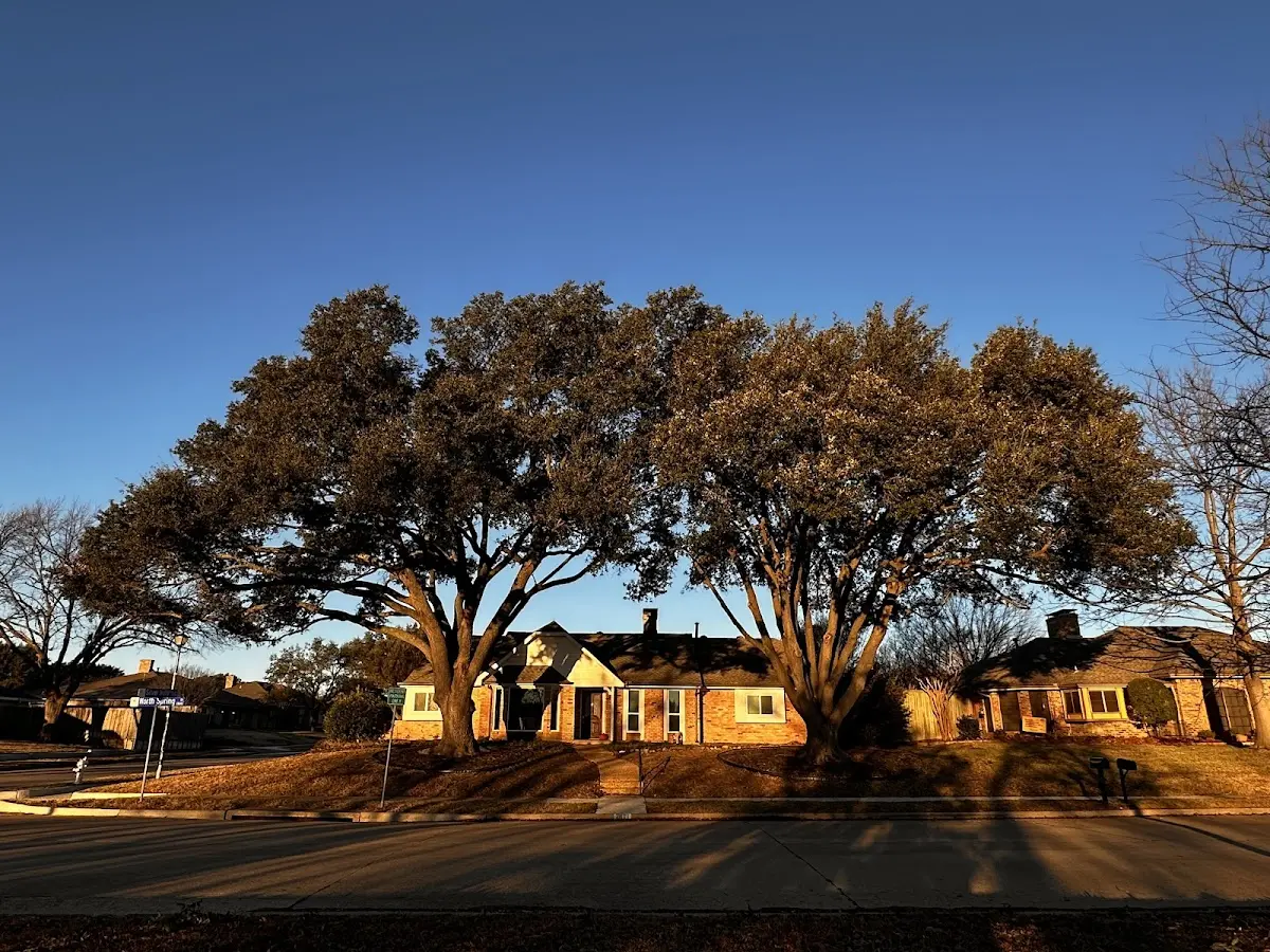 Established residential canopy tree shading a home in Bausman